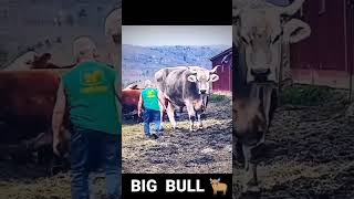 Biggest Bull in The World 🐂 || Huge Size Bull ♉ #shorts #bull