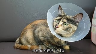 수술후 트라우마!? 병원이 무서운 고양이