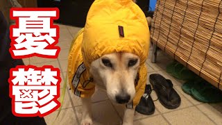 柴犬小春　雨合羽の日は憂鬱顔