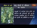 medicinal properties of rosewood. benefits of rosewood acharya balkrishna ji s prescriptions. sanskar tv