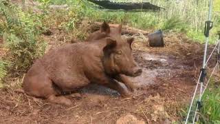 Happy Pigs Playing in the Mud and Rooting Dirt