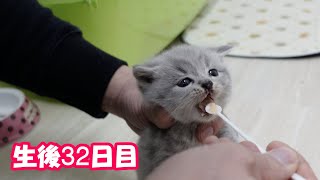 【生後32日目の子猫】離乳食の練習をする赤ちゃん猫が可愛過ぎる！＃58