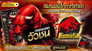 #วัวชนวันนี้ #ถ่ายทอดสดวัวชน #วัวชนสด  สนามกีฬาชนโคท่าศาลา วันที่ 19/1/2568 #วัวชน