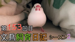 文鳥飼育日記シーズン2第153回目