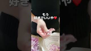 もって菊のおひたし　#shorts #お料理動画