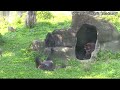 don t drink my mother s milk d jeeco family gorilla ゴリラ taipei zoo 金剛猩猩 20221112 17