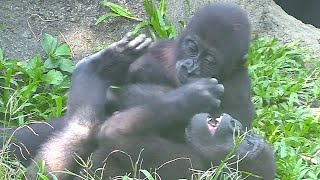 Don't drink my mother's milk#D'jeeco Family|#gorilla #ゴリラ|Taipei zoo#金剛猩猩 20221112-17