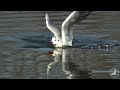 landing black headed gull on a water surface