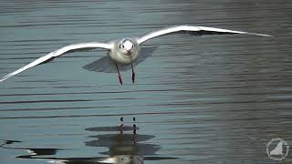 Landing Black-headed Gull on a water surface