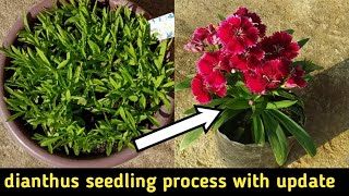 How to grow dianthus from seeds | dianthus seedling process with update | dianthus(sweet william)