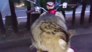 バイク止めると直ぐ特等席に座るまん丸ちゃん❗白ちゃん袋食べ⤴️みぃちゃんステップ⤴️ミミちゃん\u0026麦ワラお母さんも揃いバイク食堂で朝ご飯❗雪❄も積もらなくて良かったニャ～❤️