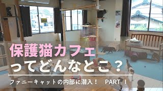 【#3 猫カフェ】狭山市の保護猫カフェの内部に潜入！ PARTⅠ