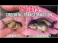 15 DAYS GROOMING TRANSFORMATION - GOLDFISH GROOMING