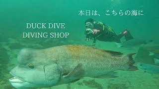 本日は、こちらの海に。千葉県エリア・スキューバダイビングでの水中世界。DUCKDIVE　DIVINGSHOP