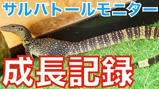 【サルバトールモニター】5ヶ月目の成長日記 ミズオオトカゲ 飼育