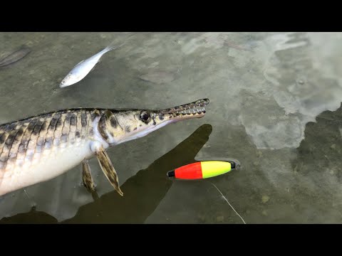 What do you use for gar fishing?