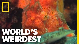 Amazing Speed-Gulp Killing | World's Weirdest