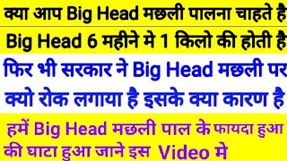 Big Head Fish ki Detail Jaankari |Big Head मछली 1 साल मे 2 Kg होती है