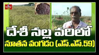 దేశీ నల్ల వరిలో నూతన వంగడం (ఎస్‌.ఎస్‌.59) | Black Rice Cultivation | hmtv Agri