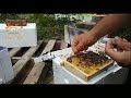 queen bee mini mating box plastic polystyrene pollination box queen breeding rearing box other