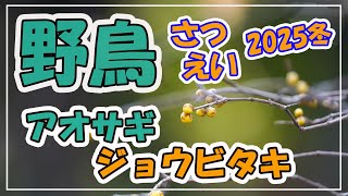 野鳥さつえい2025冬~20250203~