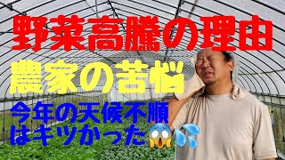 天候不順【野菜高騰】‼️農家の苦悩#野菜高騰#天候不順農業