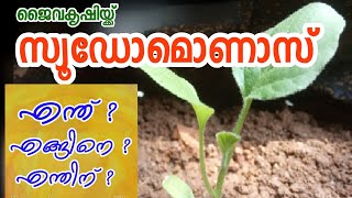 സ്യൂഡോമോണസ് ഉപയോഗം | Pseudomonas fluorescence usage in vegetable garden malayalam