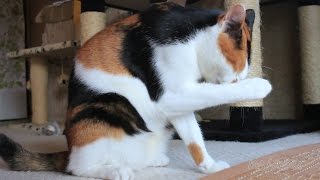 顔を洗う三毛猫 calico cat wash face【瀬戸の三毛猫日記】