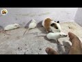 guinea pig v s white rat who is the best pet सबसे सस्ता और वफादार कौन है