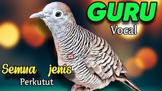 Perkutut lokal gacor gurur vocal semua perkutut