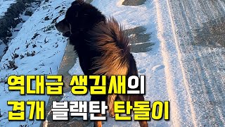 아주 잘 생긴 겹개 블랙탄 진돗개의 생김새는 어떨까? l 역대급 체형을 자랑하는 블랙탄 겹개 진돗개 '탄돌이'