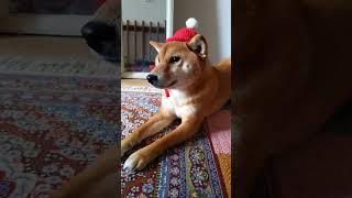 クリスマスプレゼントもらった。柴犬モモちゃんの硬直顔（笑）