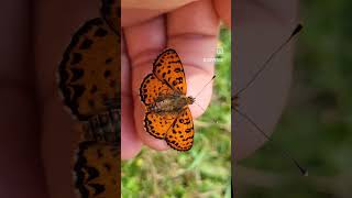 Spotted Fritillary - Melitaea didyma