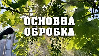 Захист урожаю від грибкових захворювань. Обробка винограду після цвітіння