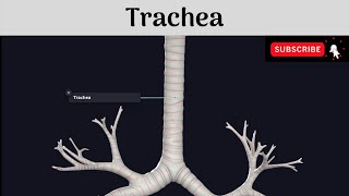 Trachea | Extent | Dimensions | Structure | Relations | Clinical Anatomy #Anatomy #mbbs #education