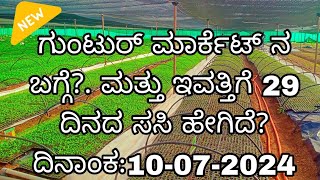 ಇವತ್ತಿನ ಗುಂಟುರ್ ಮಾರ್ಕೆಟ್ ನ ಬಗ್ಗೆ? ಹಾಗೂ ಹೊಲದಲ್ಲಿ ಬೋದು ಬಿಡುವ ಪ್ರಕ್ರಿಯೆ? ಮೆಣಸಿನ ಸಸಿ ಯಾವರೀತಿ ಬೆಳೆದಿದೆ🌿🌶️