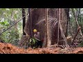 PROSES TEBANG POKOK MARSAWAH SUPER BESAR DI DALAM HUTAN.‼️