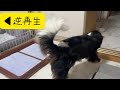 子犬のチワワと先住犬によるおもちゃの奪い合いが始まりました… チワワ フレンチブルドッグ キャバリア 多頭飼い チワワパピー いぬ