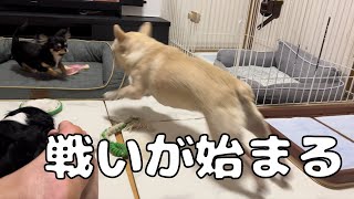 子犬のチワワと先住犬によるおもちゃの奪い合いが始まりました…#チワワ #フレンチブルドッグ #キャバリア #多頭飼い #チワワパピー #いぬ