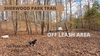 Chasing Fall Colours🍂🍂🍂 I Sherwood Park Trail I Dog Off- Leash Area I Toronto  🇨🇦【4K】