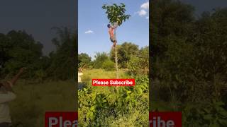 कदम के पेड़ की छटायी। Kadam tree pruning