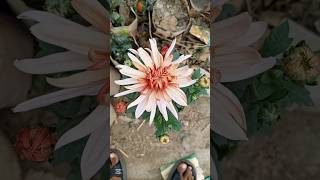 Chrysanthemums white pink colour #flowers #chrysanthemum #চন্দ্রমল্লিকা #amazing