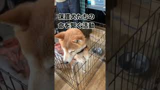 保護犬譲渡会に行ってきました！#shorts