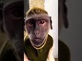 यह बंदर बंदरिया को कैसे देख र funny monkey shorts viralvideo comedyvideo song music