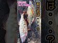 【君の名は…？】八丈島では見かけない謎の魚が連発【八丈島・下館】 磯 大物　＃八丈島