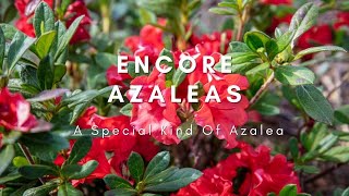 Encore Azaleas: A Special Kind Of Azalea