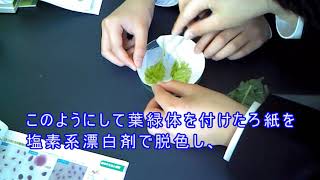 科学実験動画：葉緑体をヨウ素液にひたす