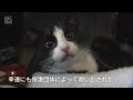 【ウクライナ】軍事侵攻…救い出された奇跡の猫たちのドキュメント