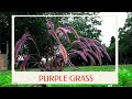 calm journey into the realm of purple grass