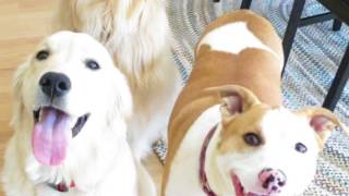 Hilarious Dog Snapchats